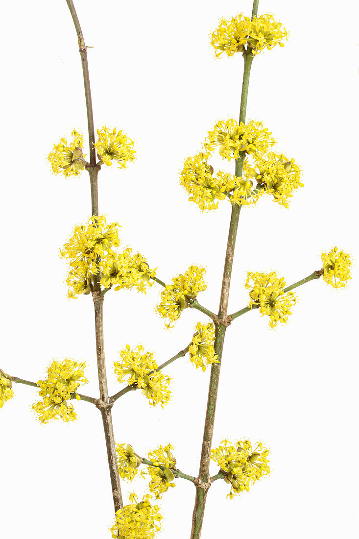 Blüten der Kornelkirsche (Cornus mas) auf weißem Hintergrund