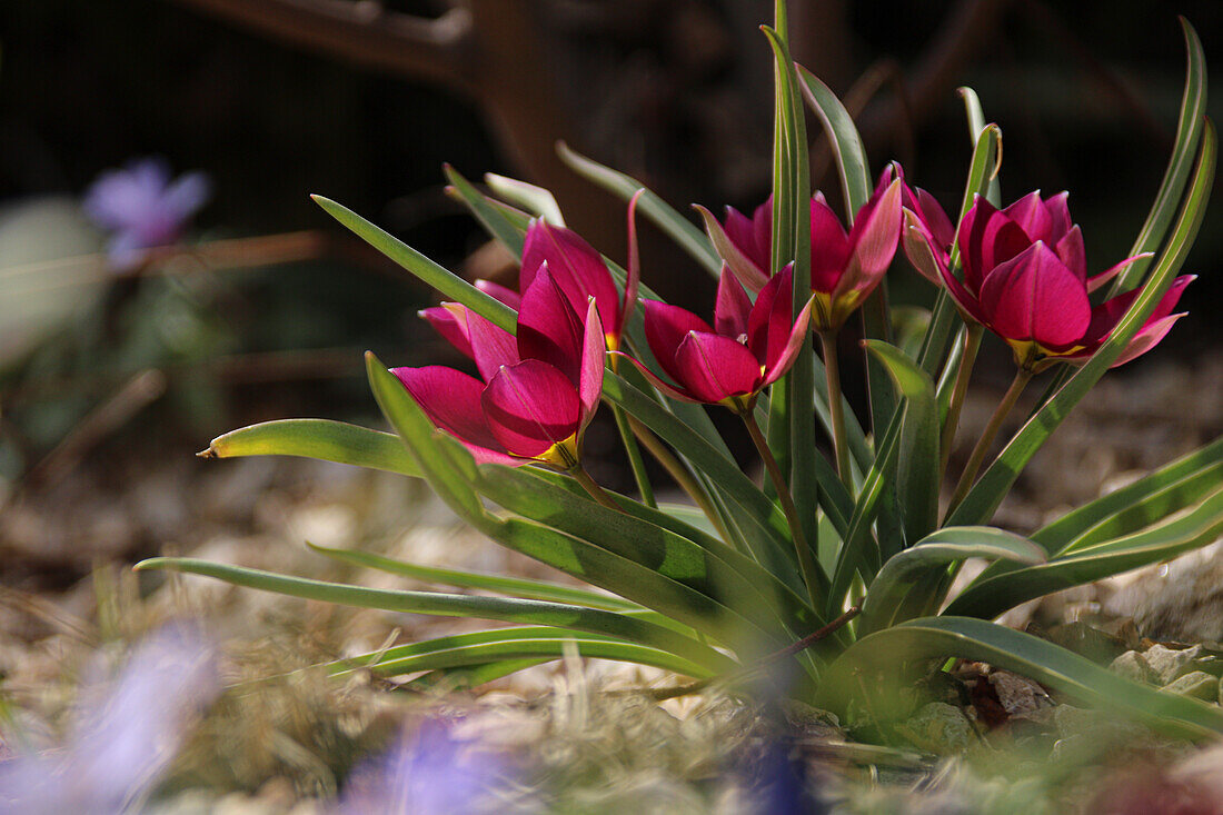 Wildtulpe (Tulipa humilis 'Persian Pearl') im Garten