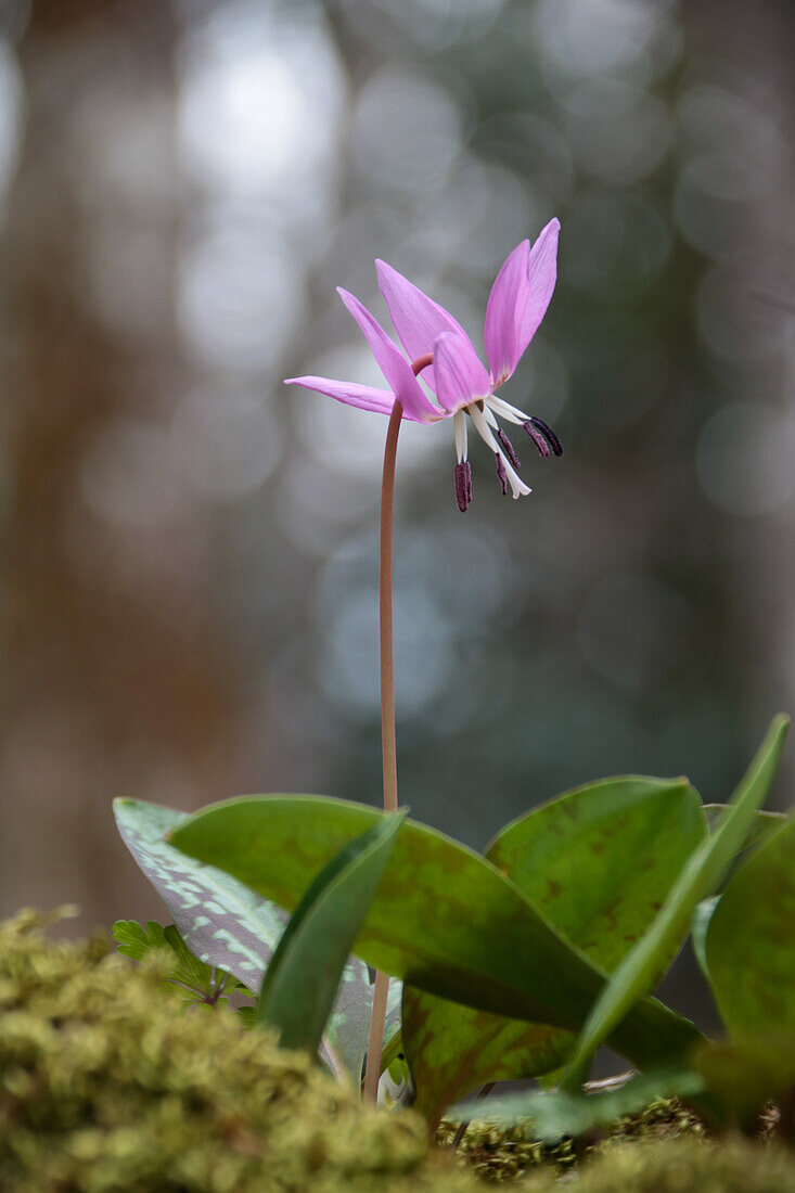 Hunds-Zahnlilie (Erythronium dens-canis) in Waldlichtung