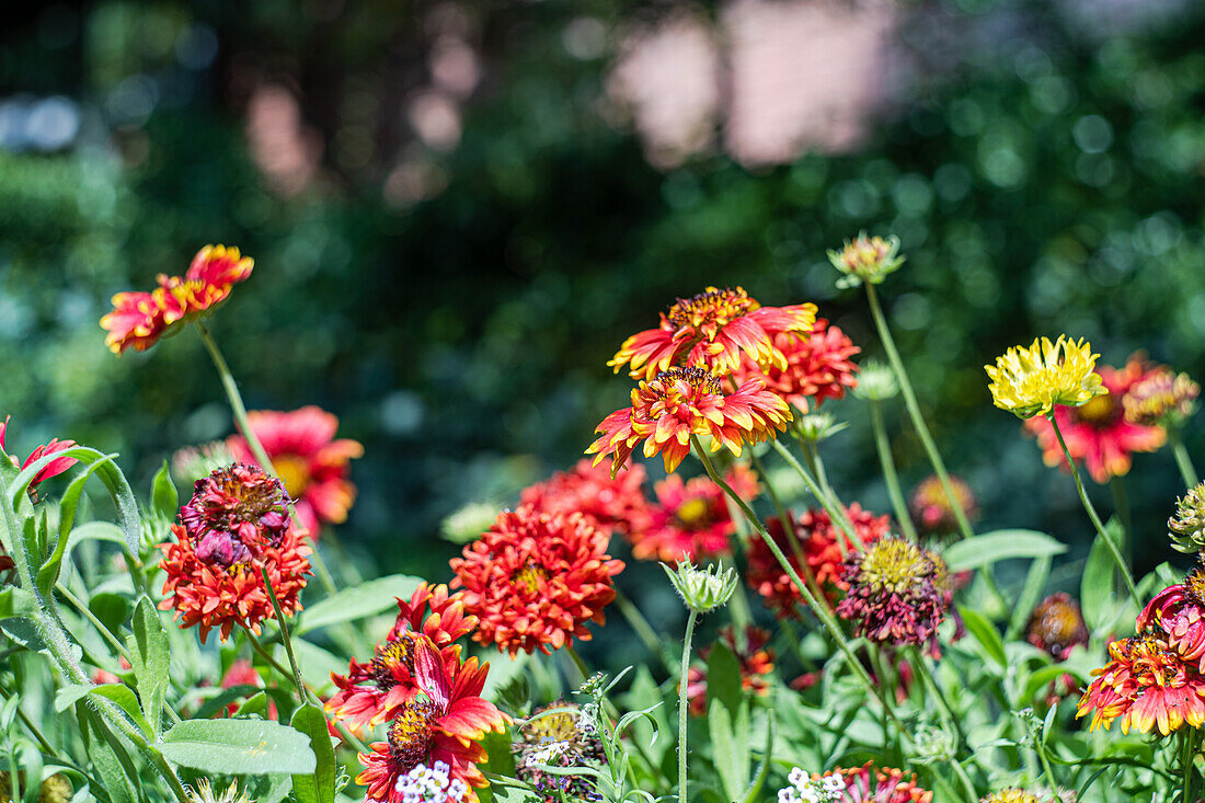 Sonnenbraut (Helenium) im herbstlichen Garten