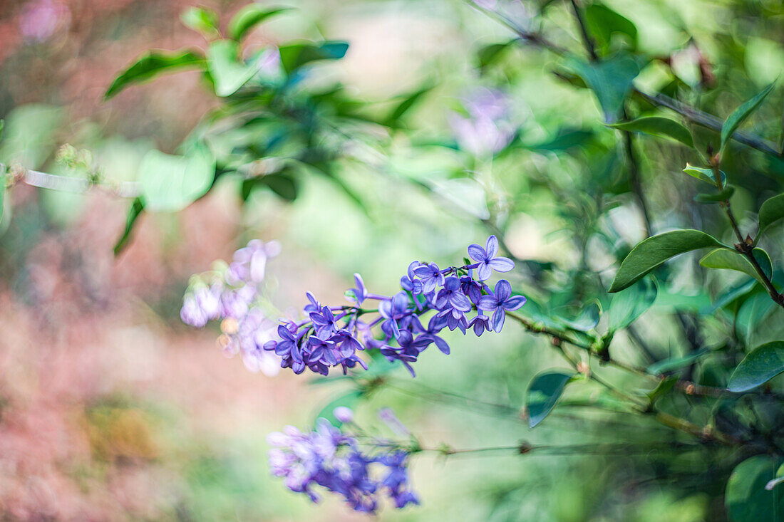 Flieder (Syringa) blüht im sonnigen Garten