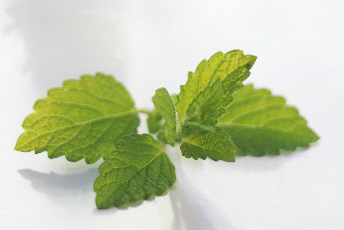 Fresh Lemon Balm