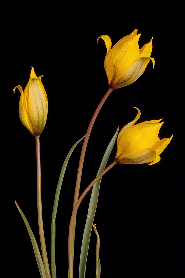 Weinberg-Tulpe (Tulipa sylvestris) vor schwarzem Hintergrund