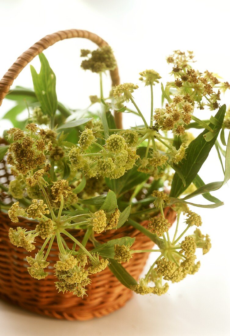 Lovage with flowers in small wicker basket