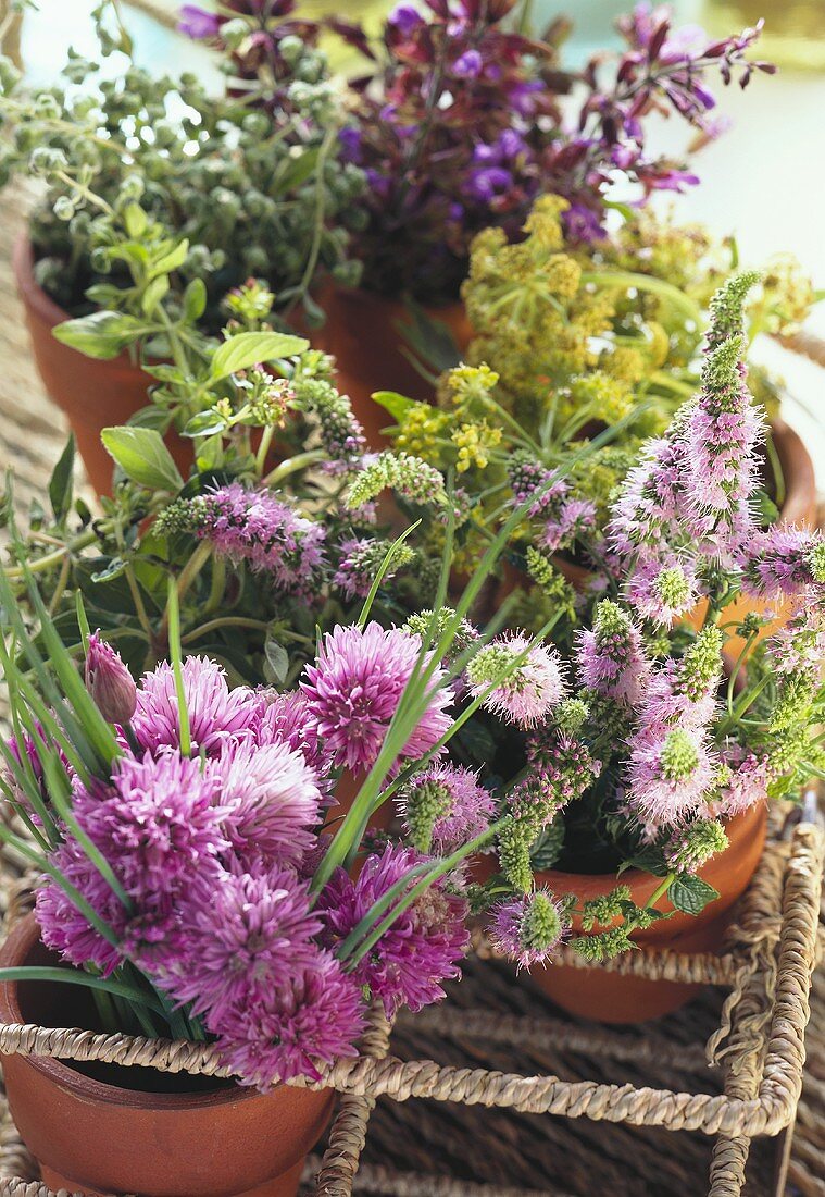 Various flowering herbs in flowerpots