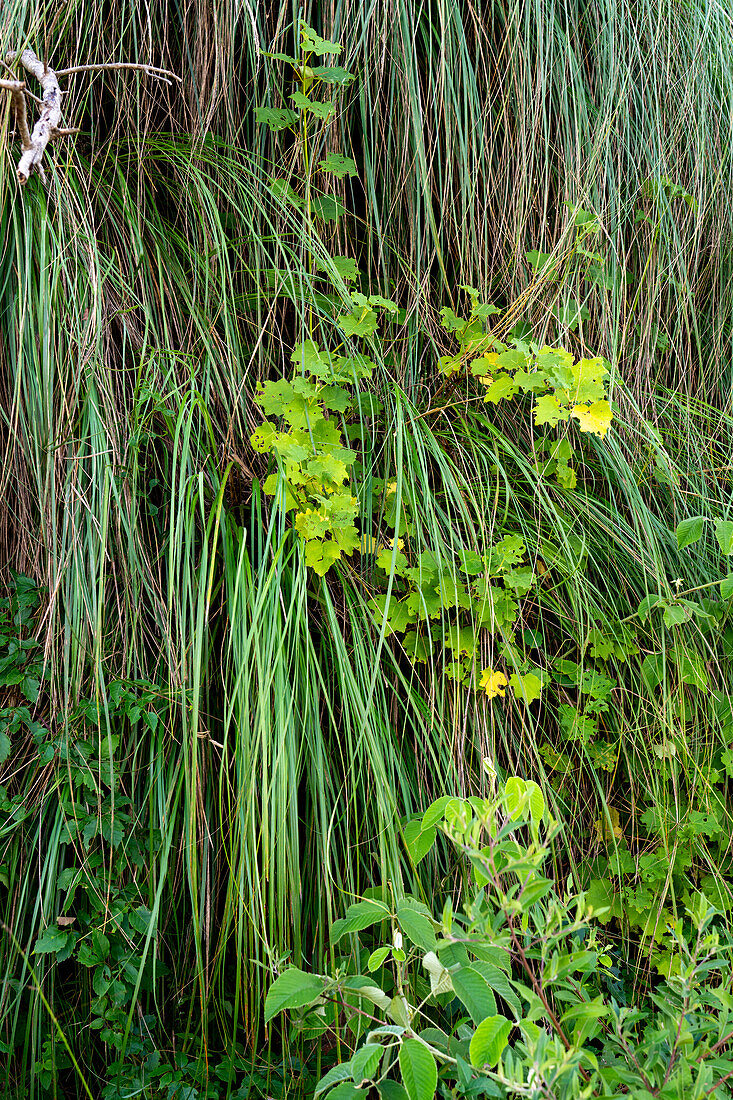 Cortaderia hiernonymi an den steilen Hängen entlang der Route 9 im Regenwald der Yungas zwischen Salta und San Salvador de Jujuy, Argentinien