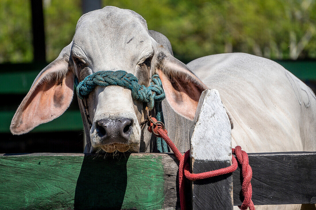 Hermanos Motta PZA Farm. Livestock show cattle in Panama