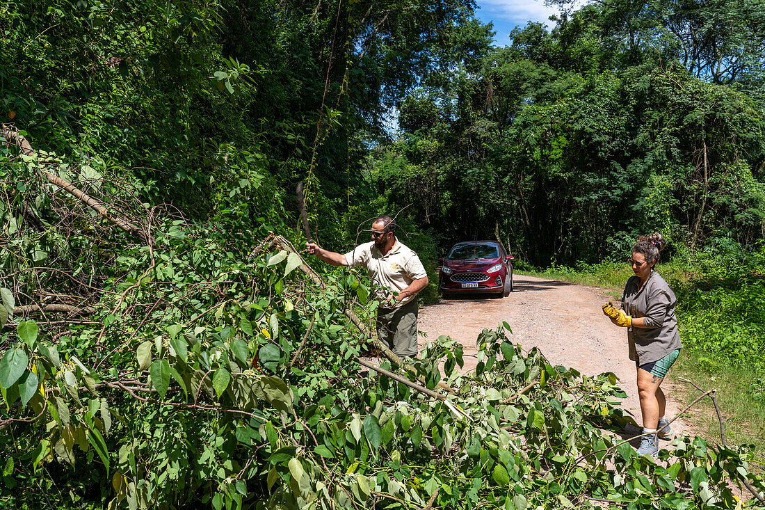 Park rangers clear a fallen tree with a machete blocking Provincial Route 83 in Calilegua National Park in Argentina.