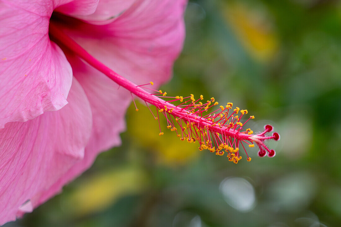 A close-up view of an hibiscus flower with the sepals, petals, stamens & pistil. San Pedro de Jujuy, Argentina.