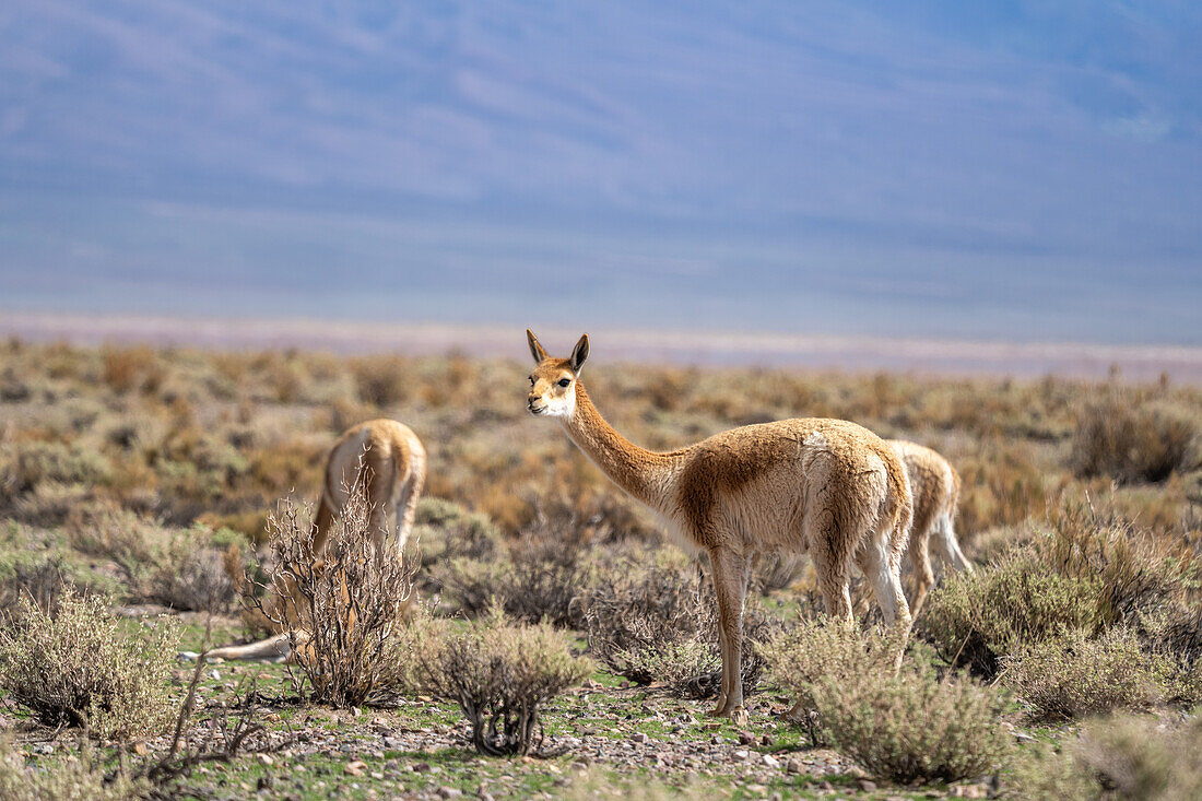 A small herd of guanacos, Lama guanicoe, graze on the altiplano near Salinas Grandes in northwest Argentina.