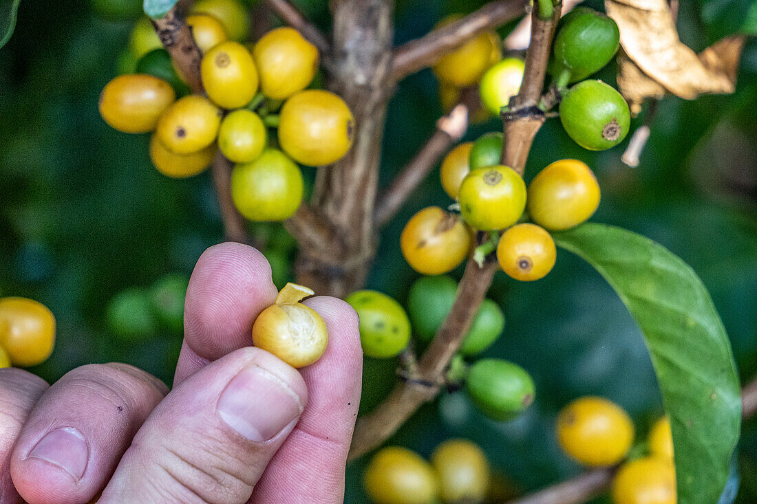 Bauer mit Produkt von der Kaffeefarm (Finca Don Pepe), Panama