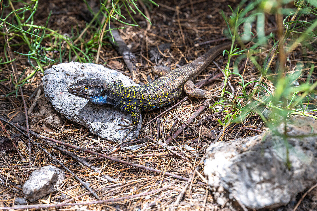 Nahaufnahme einer männlichen Lagarto-Tizon-Eidechse mit einem markanten blauen Fleck, die auf einem Felsen auf Teneriffa, Kanarische Inseln, Spanien, ruht