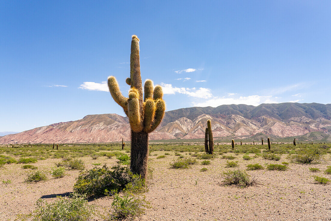 Argentine saguaro or cordon grande cacti and Cerro Tin Tin in Los Cardones National Park in Salta Province, Argentina. Low jarilla shrubs cover the ground.