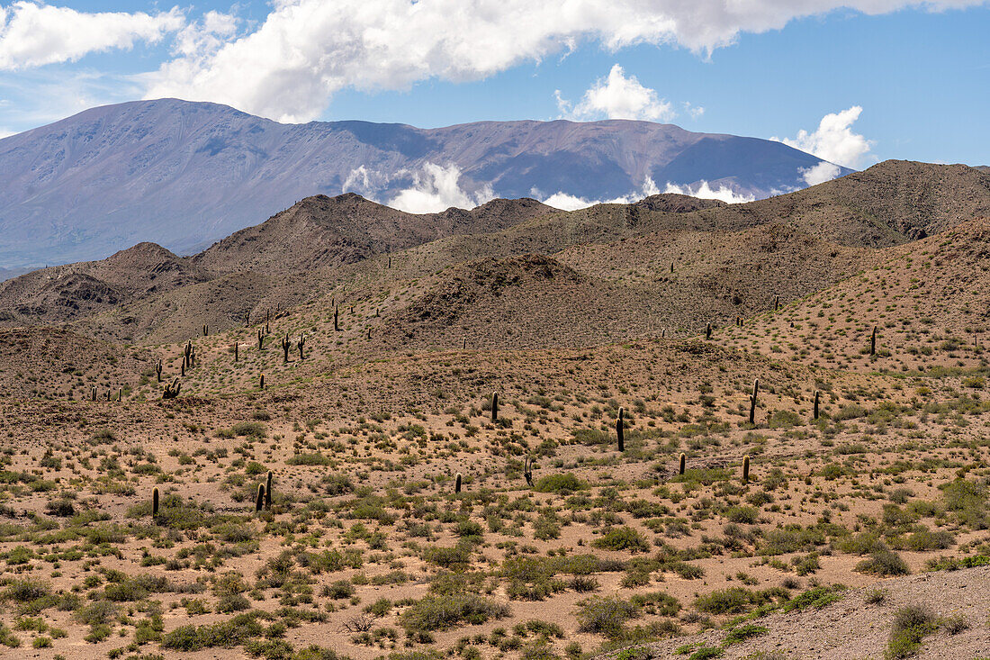 Argentine saguaro or cordon grande cacti & the Sierra de los Cajoncillos in Los Cardones National Park in Salta Province, Argentina. Low jarilla shrubs cover the ground.