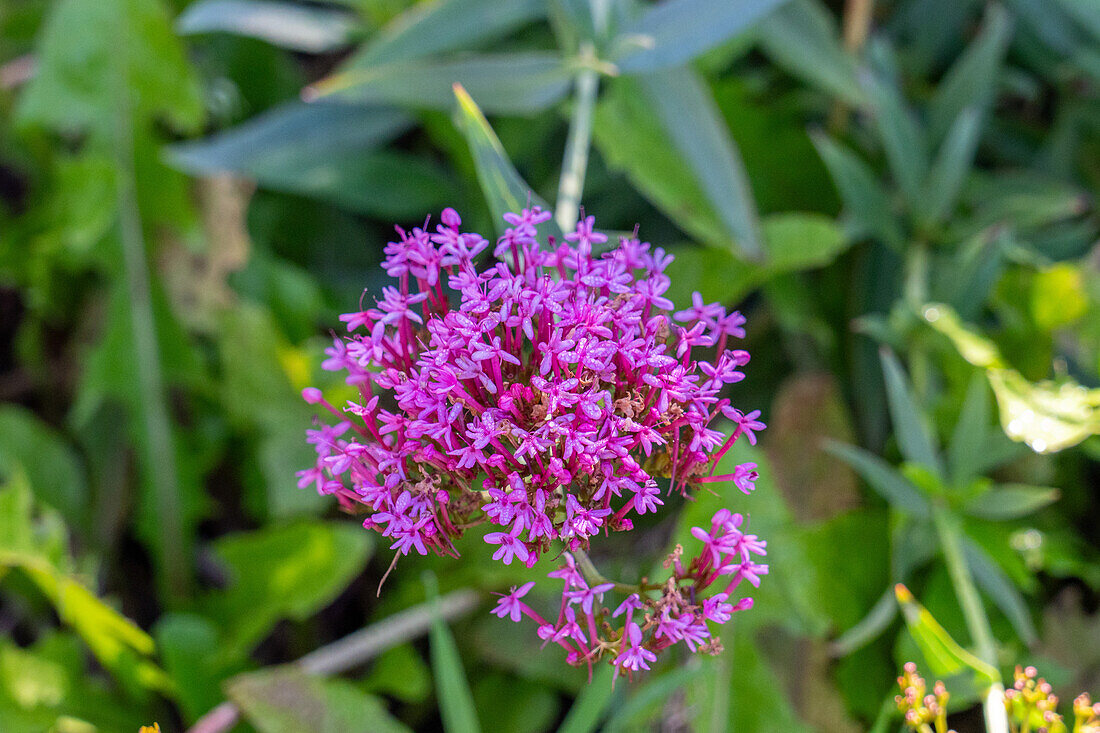 Red Valerian, Valeriana rubra, in flower in the Jardin Botánico de Altura near Tilcara, Argentina.