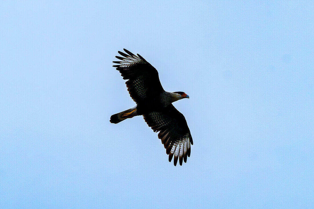 A Crested Caracara, Caracara plancus, in flight. San Jose de Metan, Argentina.