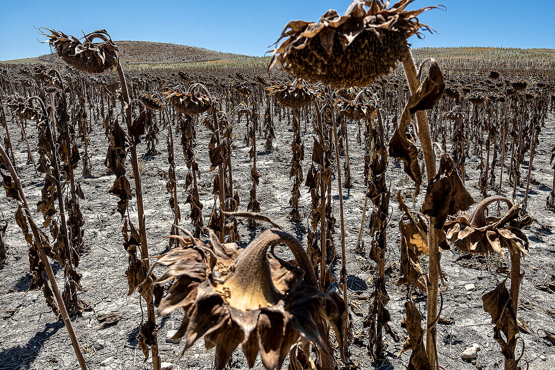 Dry plantation of sunflowers due to drought, Utrera, Andalucia, Spain