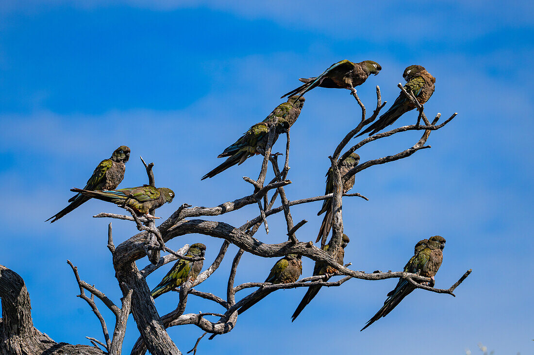 Ein kleiner Schwarm Graupapageien, Cyanoliseus patagonus, sitzt in einem Baum bei Cafayate, Argentinien