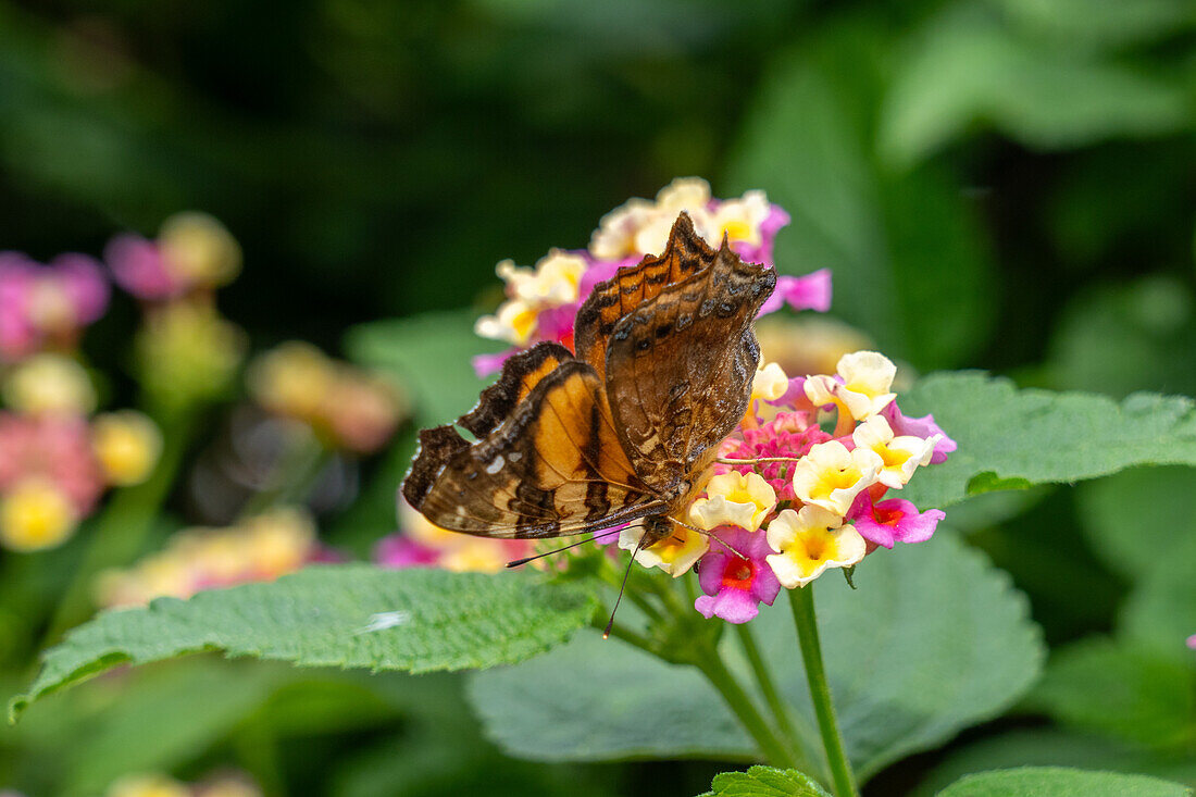 A Bella Mapwing butterfly, Hypanartia bella, feeding on the flowers of a Spanish Flag in El Naranjo, Argentina.