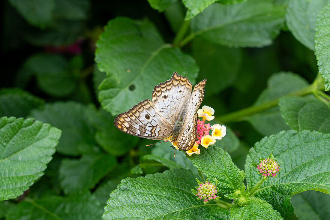 A White Peacock butterfly, Anartia jatrophae, feeds on the flowers of a Spanish Flag bush in El Naranjo, Argentina.