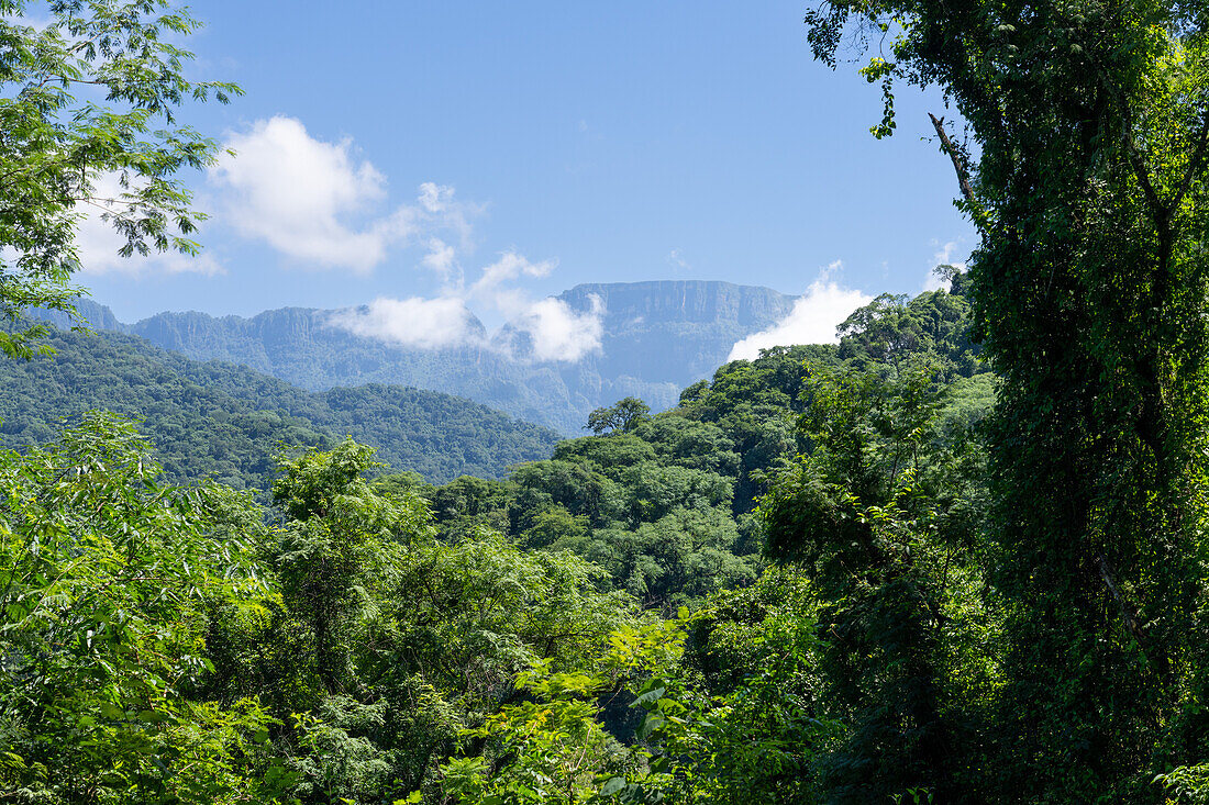 Der subtropische Yungas-Wald im Calilegua-Nationalpark im UNESCO-Biosphärenreservat Yungas in Argentinien