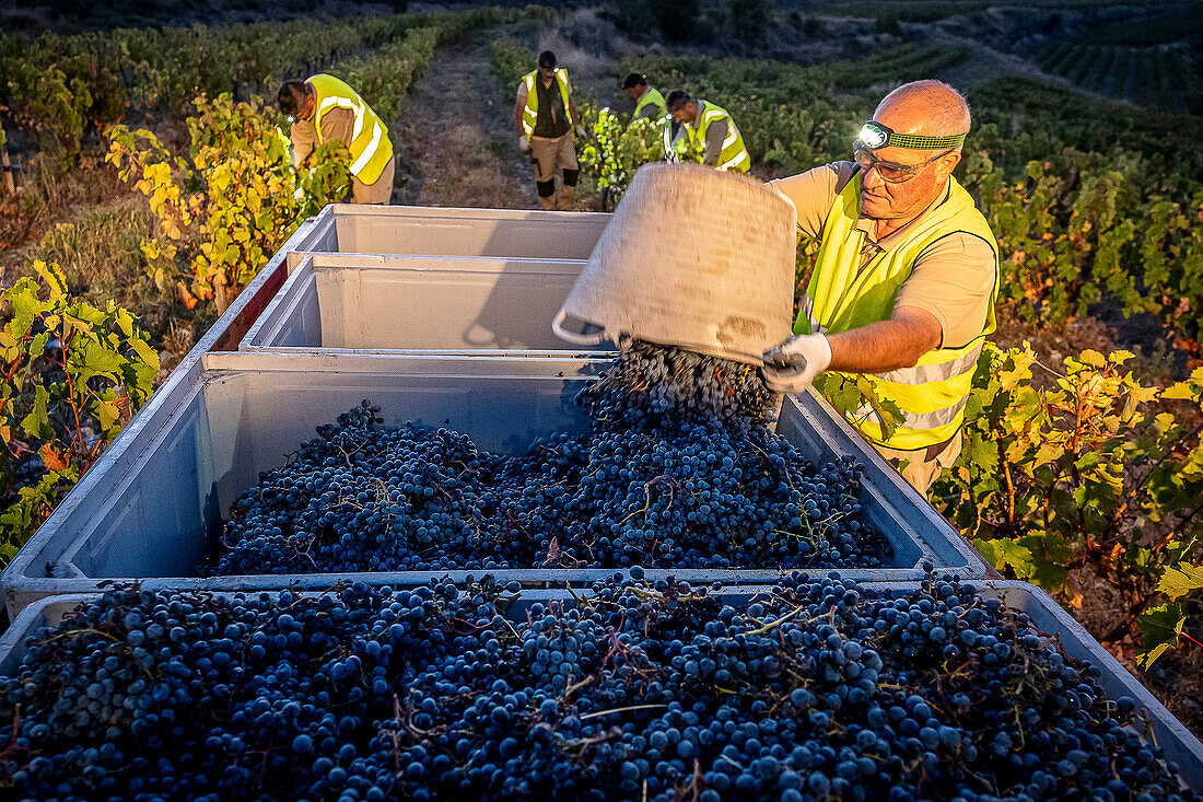 Grape harvest, Pirene variety, Tremp, Lleida, Catalonia, Spain, Europe