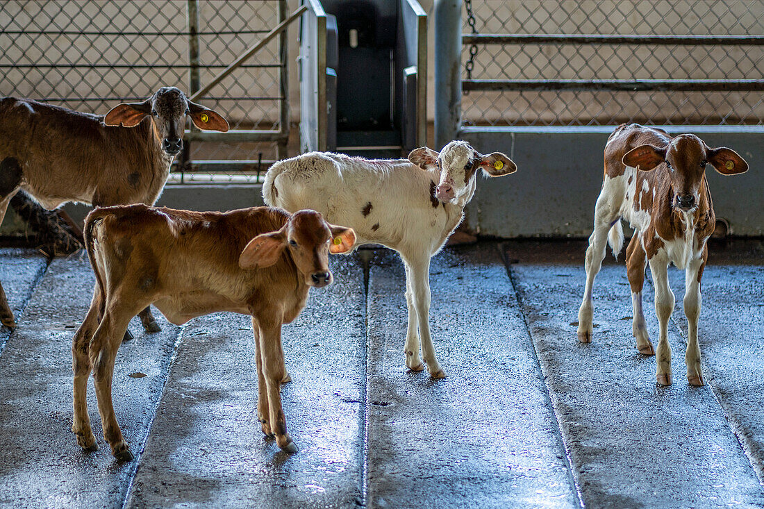 Hermanos Motta PZA Farm. Dairy Farm in Panama