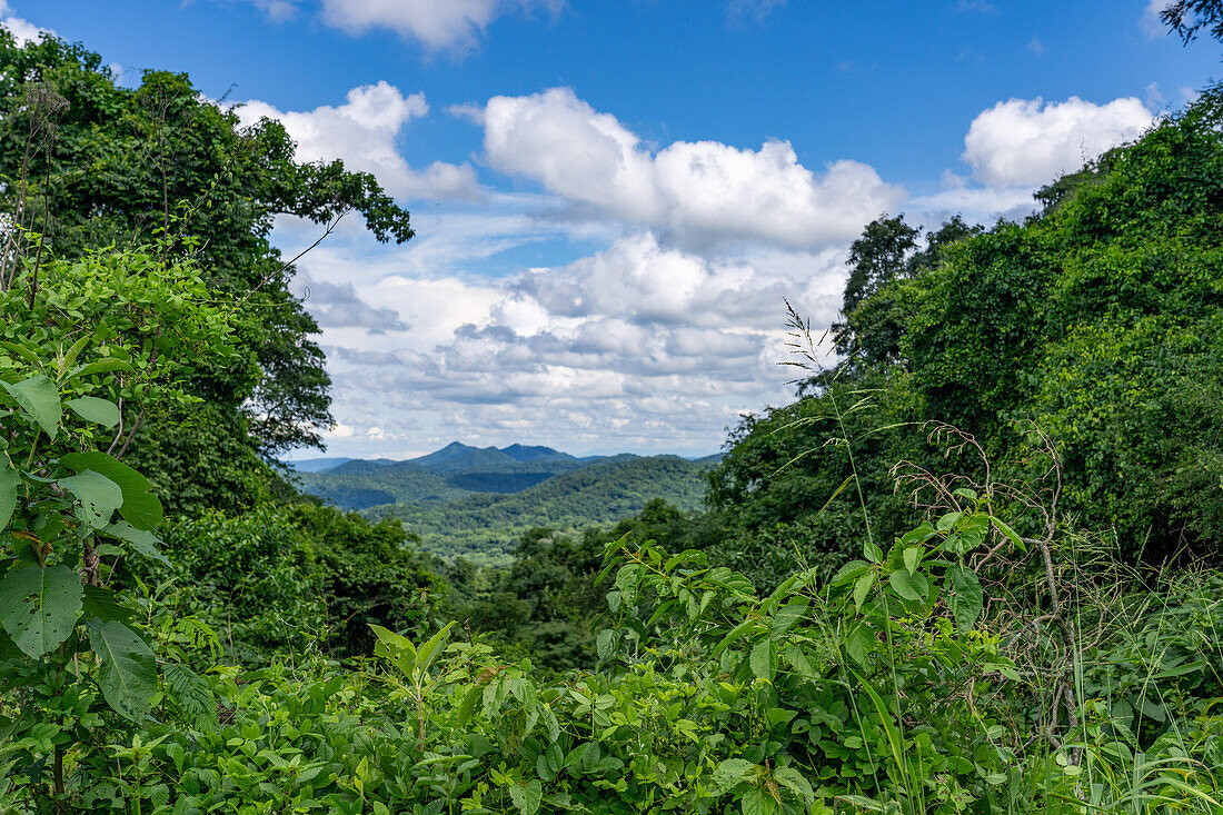 Der üppige subtropische Regenwald der Yungas zwischen Salta und San Salvador de Jujuy, Argentinien