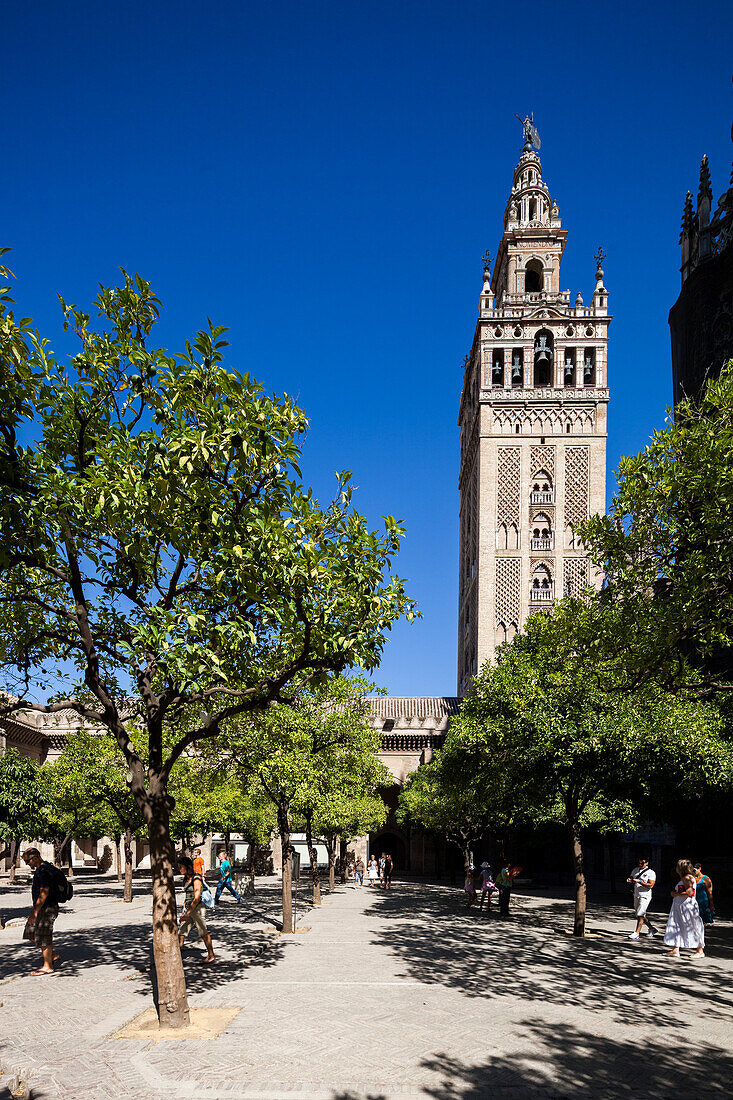 Sevilla, Spanien, 30. September 2009, Der Giralda-Turm erhebt sich majestätisch über den Orangenbäumen im ruhigen Innenhof der Kathedrale von Sevilla und stellt seine beeindruckende Architektur zur Schau