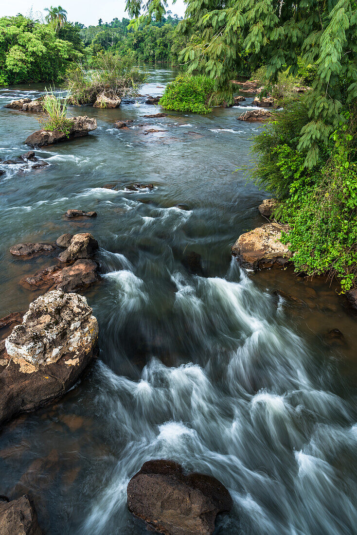 Tropical rainforest along the Iguazu River in Iguazu National Park in Argentina. A UNESCO World Heritage SIte.