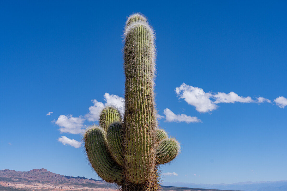 Ein argentinischer Saguaro oder Cordon Grande-Kaktus im Los Cardones-Nationalpark in der Provinz Salta, Argentinien