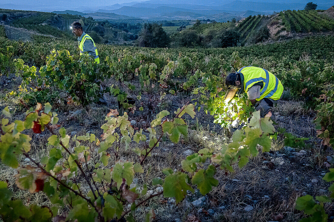 Grape harvest, Pirene variety, Tremp, Lleida, Catalonia, Spain, Europe