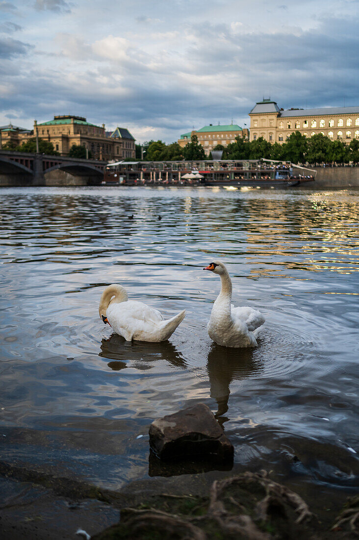 Schwäne in der Moldau, Prag