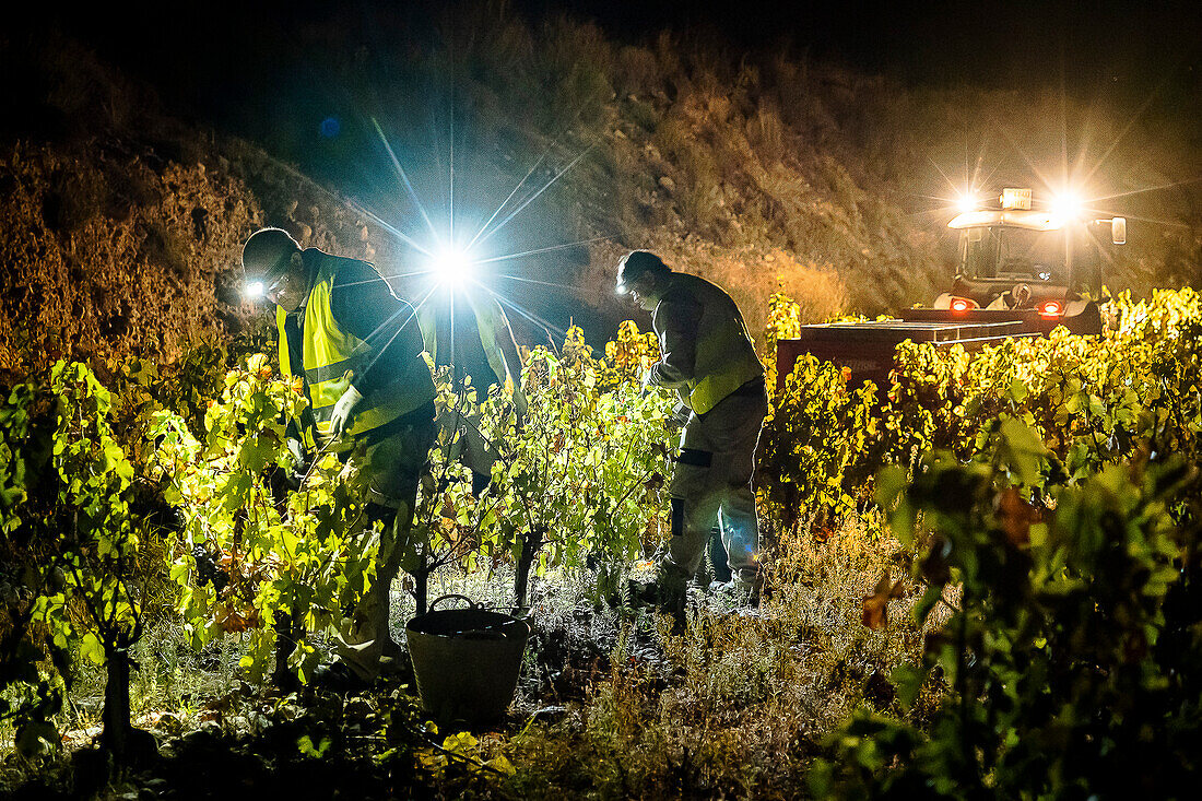 Grape harvest, Pirene variety, Tremp, Lleida, Catalonia, Spain, Europe