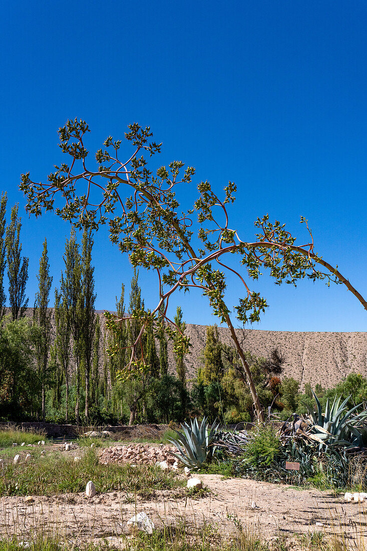 Früchte einer Jahrhundertpflanze, Agave americana, im Jardin Botánico de Altura bei Tilcara, Argentinien