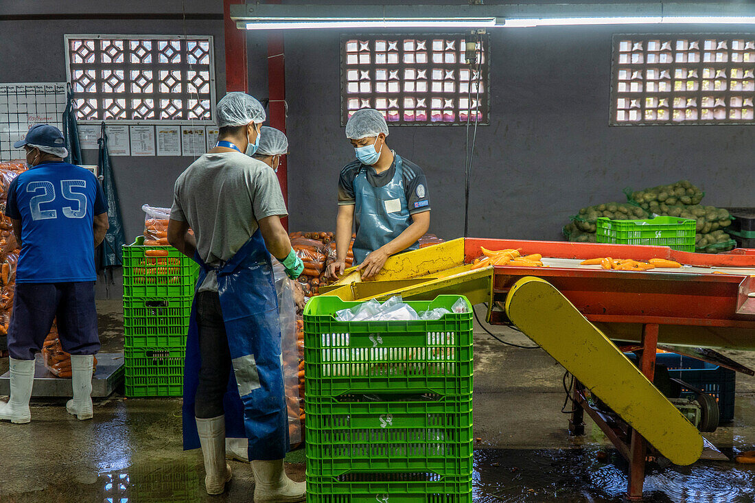 Workers processing produce from Veggie Farm Cerro Punta, Panama