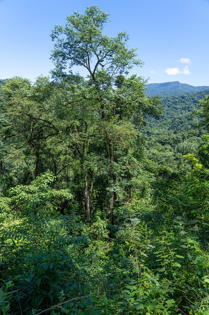 Der subtropische Yungas-Wald im Calilegua-Nationalpark im UNESCO-Biosphärenreservat Yungas in Argentinien