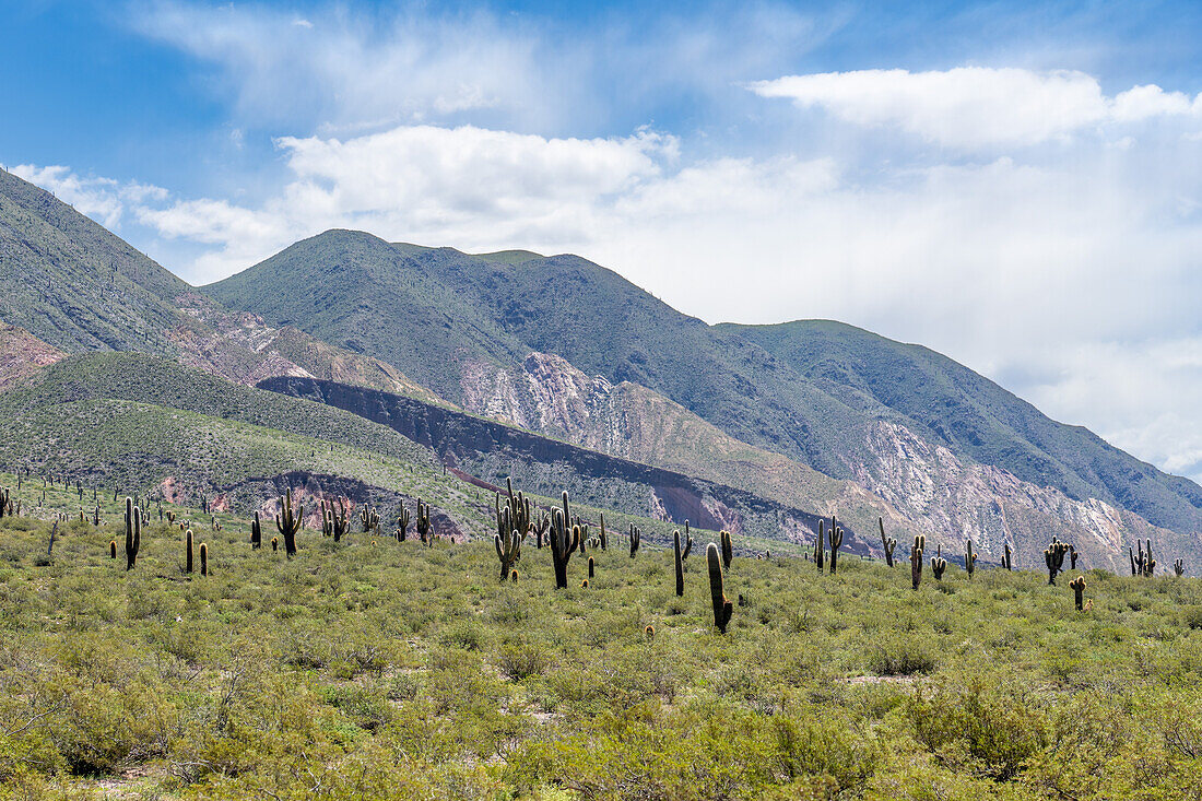 Argentine saguaro or cordon grande cacti and Cerro Tin Tin in Los Cardones National Park in Salta Province, Argentina. Low jarilla shrubs cover the ground.