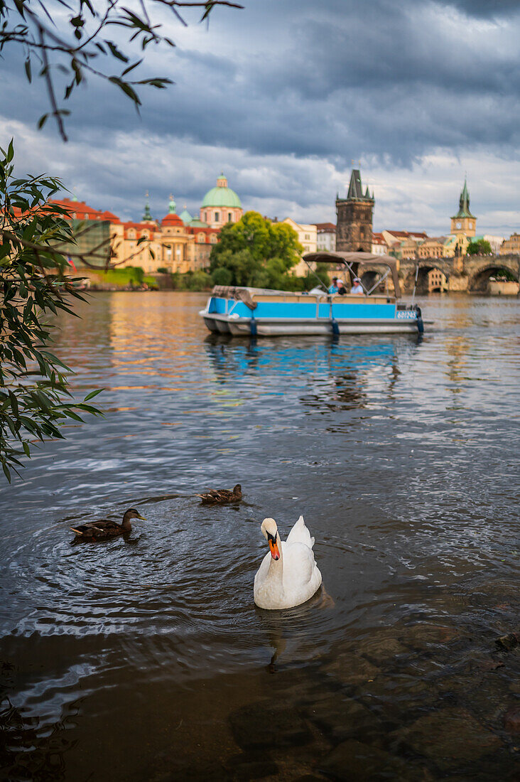 Schwäne in der Moldau, Prag