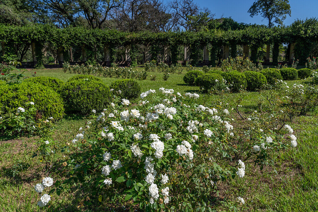 El Rosedal oder Rosengarten im Park des 9. Juli in San MIguel de Tucumán, Argentinien