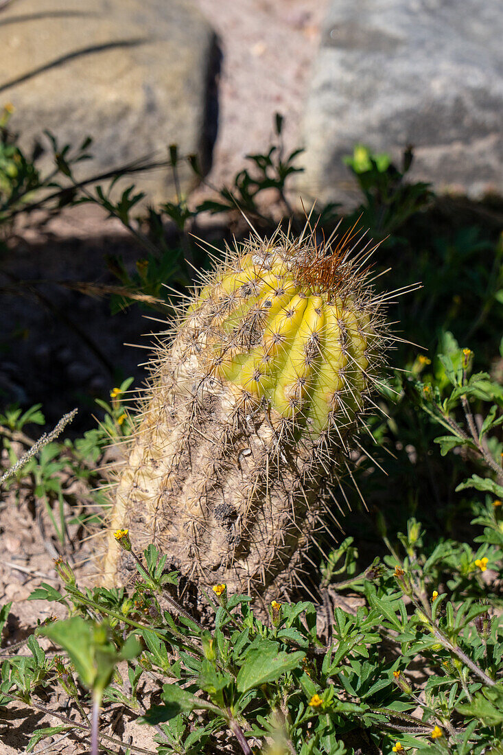 Little Cardon Cactus, Soehrensia schickendantzii, in the Jardin Botánico de Altura near Tilcara, Argentina.