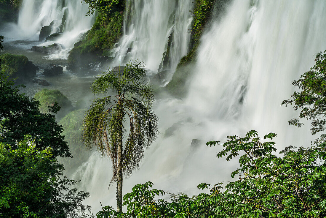 A palm tree in front of the lower Bossetti Falls in Iguazu National Park in Argentina. A UNESCO World Heritage Site in South America.