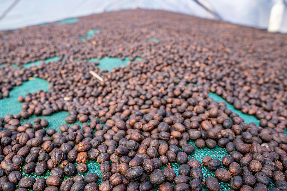 Coffee Farm (Finca Don Pepe), Panama