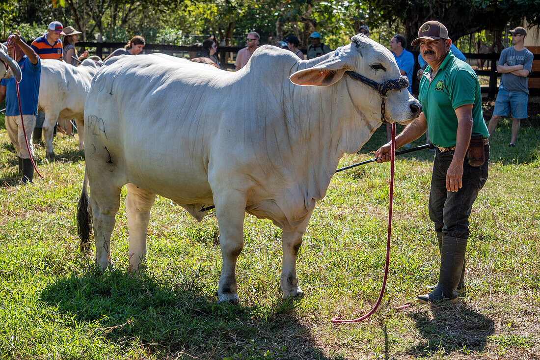 Hermanos Motta PZA Farm. Livestock show cattle in Panama