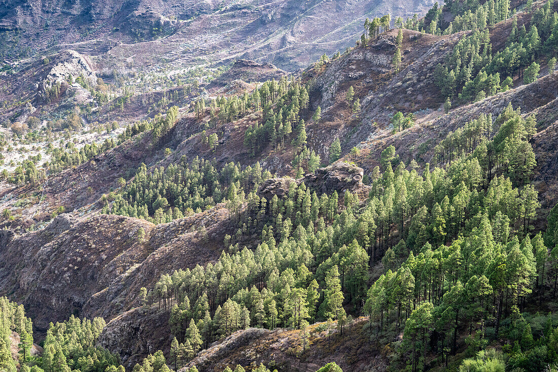 Atemberaubende Aussicht auf zerklüftete Berge und üppiges Grün in der Nähe von San Sebastian de La Gomera auf den Kanarischen Inseln, die die Schönheit und Stille der Natur einfängt