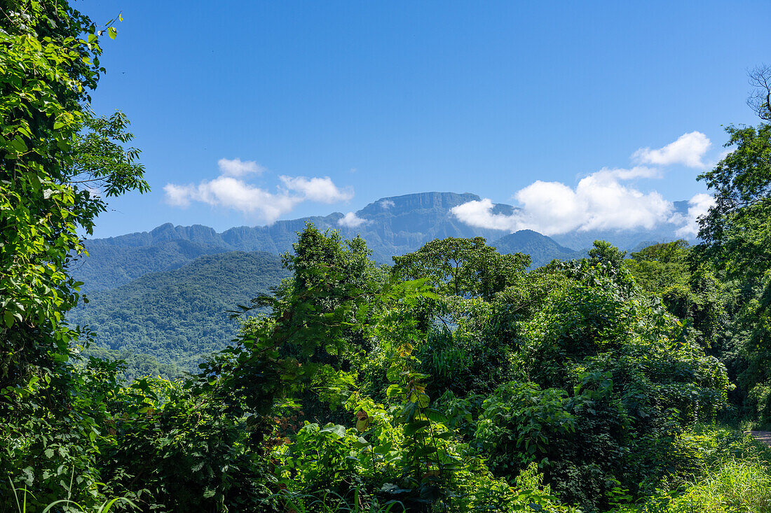 Der subtropische Yungas-Wald im Calilegua-Nationalpark im UNESCO-Biosphärenreservat Yungas in Argentinien