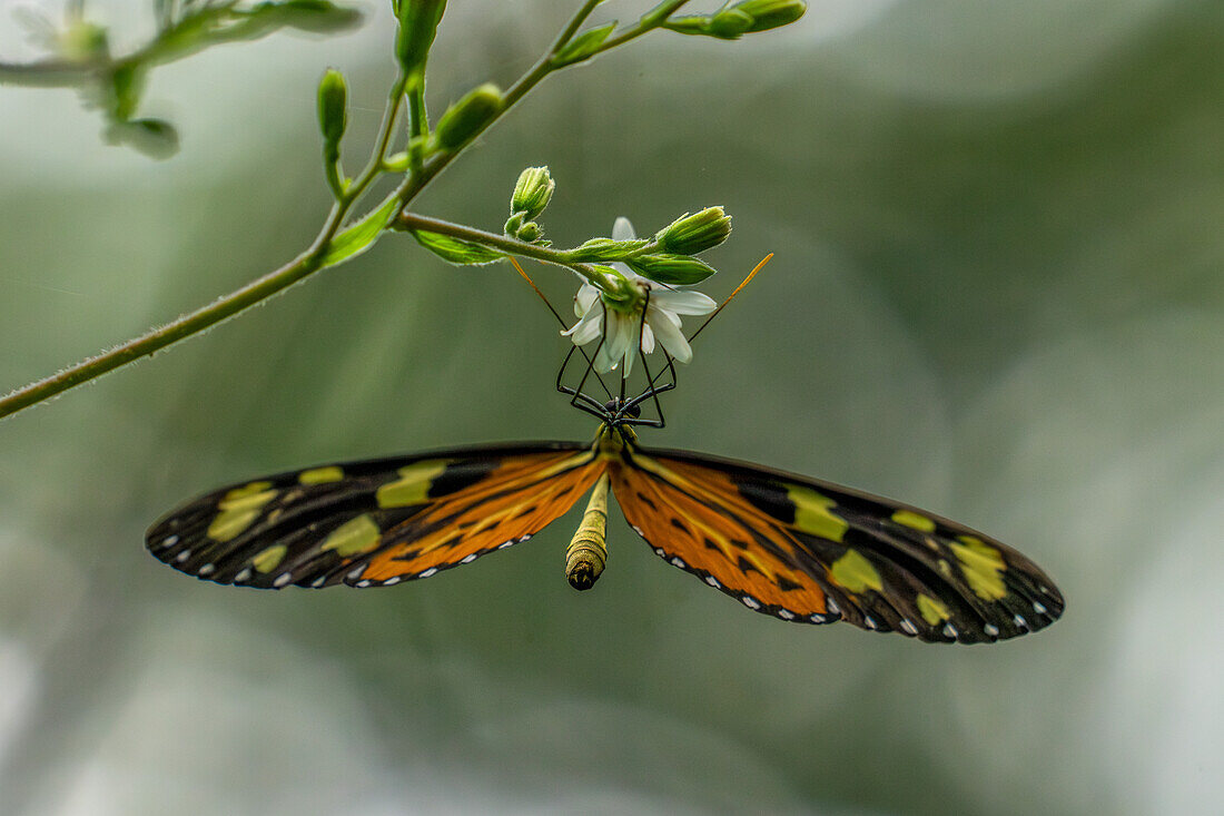 A Lysimnia Tigerwing butterfly, Mechanitis lysimnia, feeding on a flower in Calilegua National Park, Jujuy Province, Argentina.