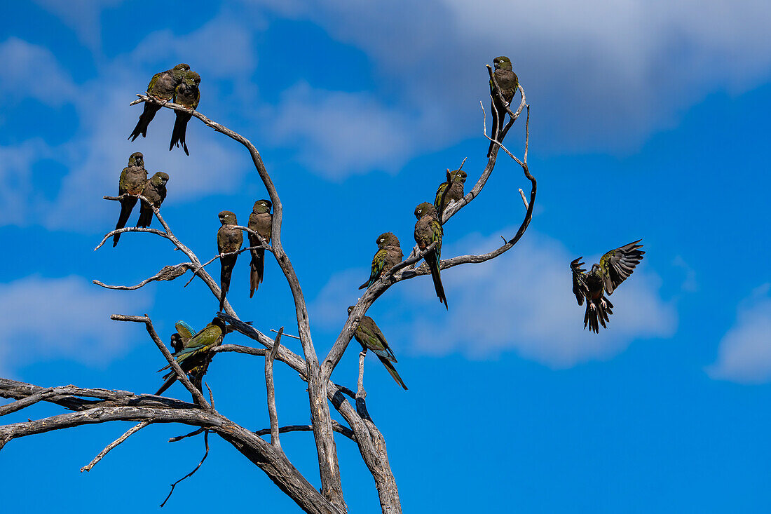 A small flock of Burrowing Parrots, Cyanoliseus patagonus, perched in a tree near Cafayate, Argentina.