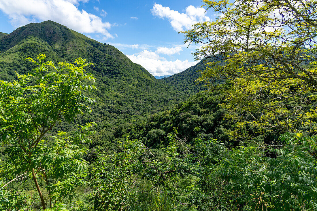 Der üppige subtropische Regenwald der Yungas zwischen Salta und San Salvador de Jujuy, Argentinien