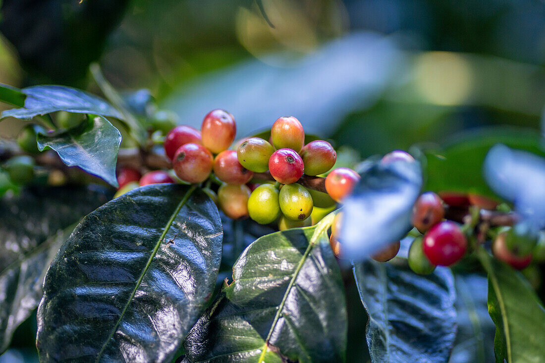 Coffee Farm (Finca Don Pepe), Panama